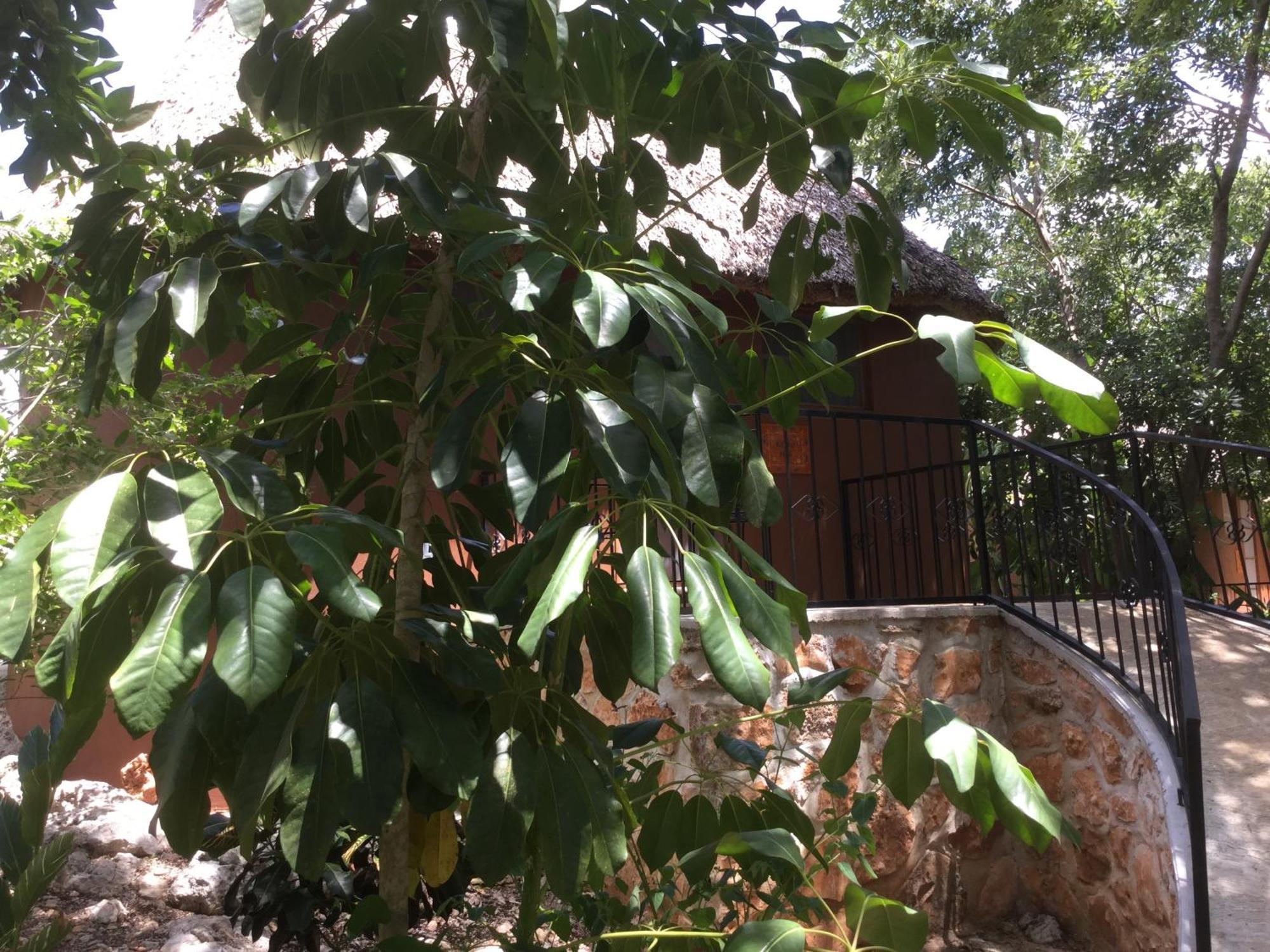The Pickled Onion Eco-Boutique B&B Santa Elena Chambre photo